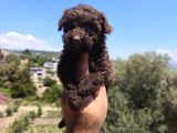 Çikolata Poodle Yavrularımız