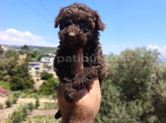 Çikolata Poodle Yavrularımız görsel