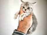 Çiçek Gibi British shorthair kediler