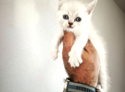 Çiçek Gibi British Shorthair Kediler görsel