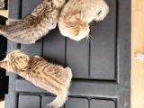 Ücretsiz British Shorthair Black Golden Yavrular