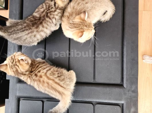 Ücretsiz British Shorthair Black Golden Yavrular görsel