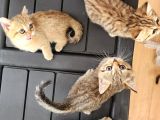 Ücretsiz British Shorthair Black Golden Yavrular