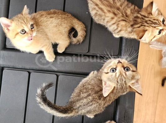 Ücretsiz British Shorthair Black Golden Yavrular görsel