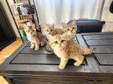 Ücretsiz British shorthair black golden yavrular