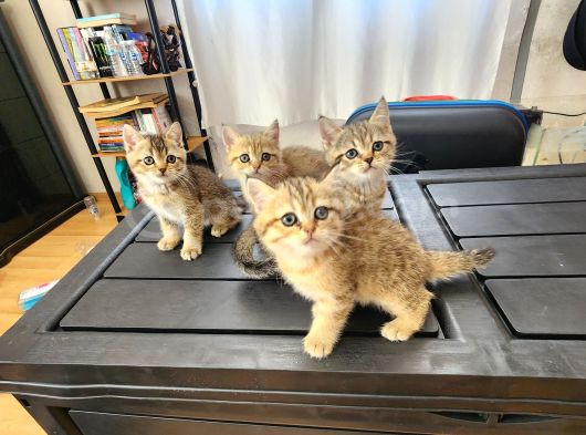 Ücretsiz British Shorthair Black Golden Yavrular