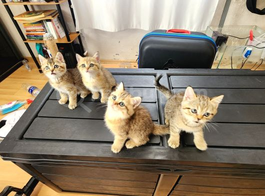Ücretsiz British Shorthair Black Golden Yavrular görsel