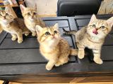 Ücretsiz British Shorthair Black Golden Yavrular