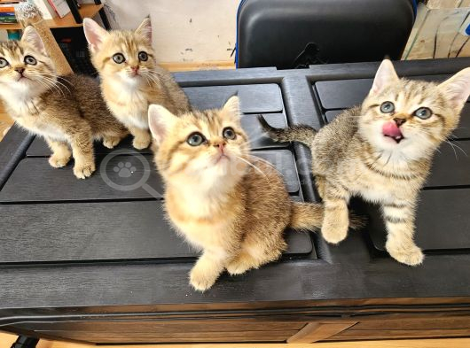Ücretsiz British Shorthair Black Golden Yavrular görsel