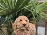 Giant Dev Poodle Yavrularımız Burkemde