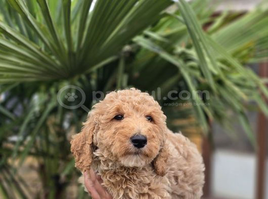 Giant Dev Poodle Yavrularımız Burkemde görsel