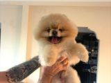 Yetişkin Orjinal Pomeranian