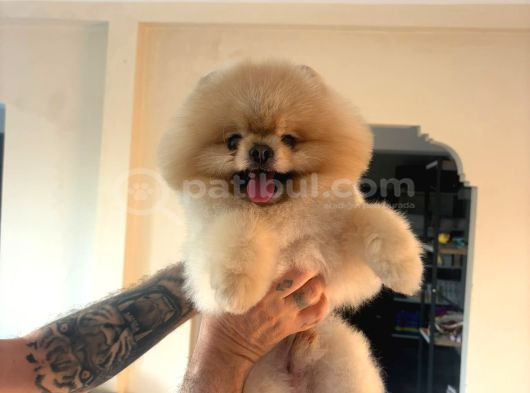 Yetişkin Orjinal Pomeranian görsel