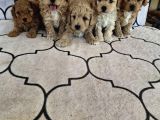 Sağlıklı orjinal kıvırcık Maltipoo  bebekler