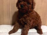 Çok Özel Red Brown Toy Poodle Yavrularimiz