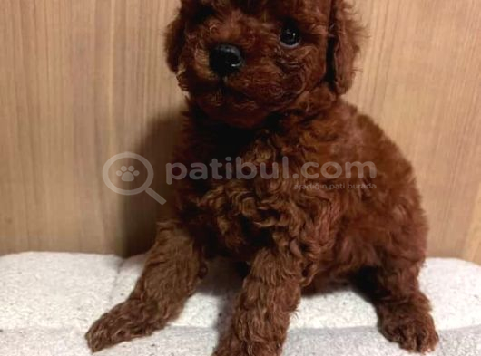 Çok Özel Red Brown Toy Poodle Yavrularimiz görsel