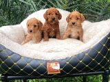 Kahve Tonlu Malti̇poo Ci̇nsi̇ Yavrular