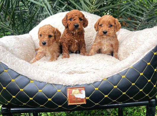 Kahve Tonlu Malti̇poo Ci̇nsi̇ Yavrular görsel