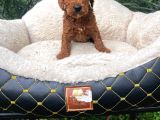 Kahve Tonlu Malti̇poo Ci̇nsi̇ Yavrular