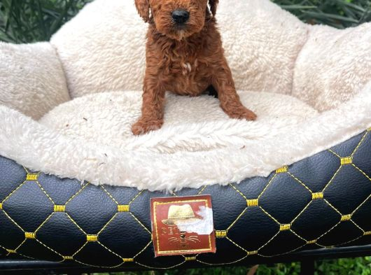 Kahve Tonlu Malti̇poo Ci̇nsi̇ Yavrular görsel