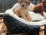 Kahve Tonlu Malti̇poo Ci̇nsi̇ Yavrular