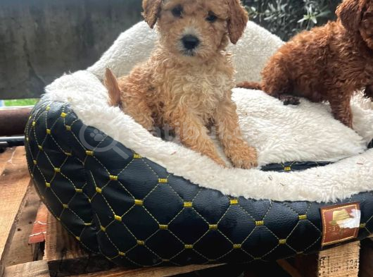 Kahve Tonlu Malti̇poo Ci̇nsi̇ Yavrular görsel