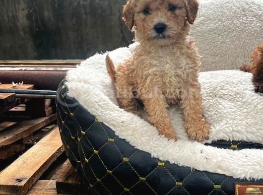 Kahve Tonlu Malti̇poo Ci̇nsi̇ Yavrular