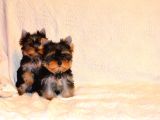 Petmode Köpek Çiftliğinde Ziyarete Açık Tea Cup Yorkshire