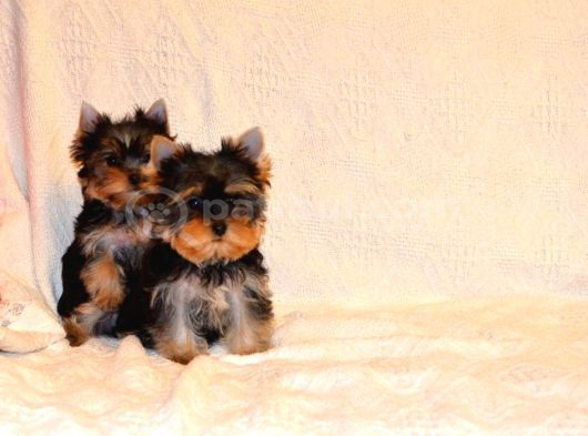 Petmode Köpek Çiftliğinde Ziyarete Açık Tea Cup Yorkshire görsel