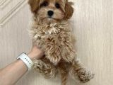 MALTİPOO CİNSİ YAVRULAR EV ÜRETİMİ