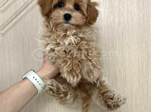 Malti̇poo Ci̇nsi̇ Yavrular Ev Üreti̇mi̇