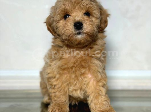 Malti̇poo Ci̇nsi̇ Yavrular Ev Üreti̇mi̇ görsel