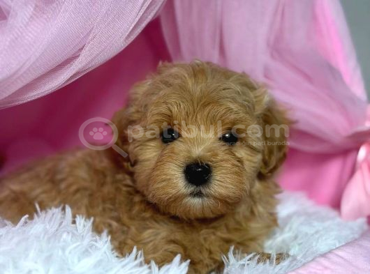 Malti̇poo Ci̇nsi̇ Yavrular Ev Üreti̇mi̇ görsel