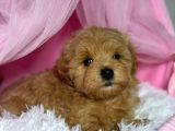 Malti̇poo Ci̇nsi̇ Yavrular Ev Üreti̇mi̇