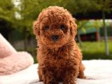 Toy Poodle Sevi̇mli̇ Yavrular Ev Üreti̇mi̇