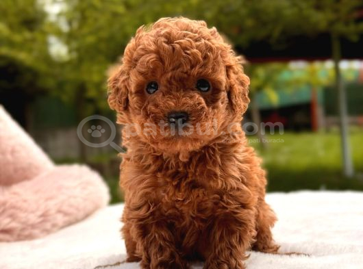 Toy Poodle Sevi̇mli̇ Yavrular Ev Üreti̇mi̇ görsel