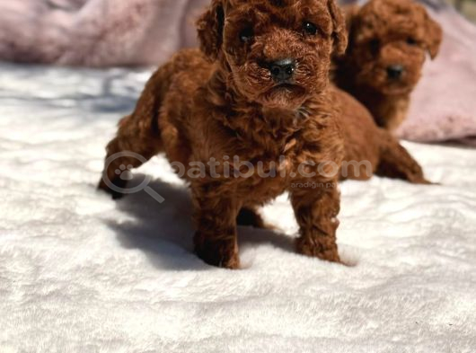 Toy Poodle Sevi̇mli̇ Yavrular Ev Üreti̇mi̇ görsel