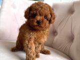 Toy Poodle Sevi̇mli̇ Yavrular Ev Üreti̇mi̇