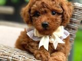 Toy Poodle Sevi̇mli̇ Yavrular Ev Üreti̇mi̇