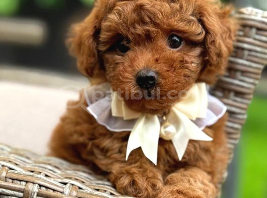 Toy Poodle Sevi̇mli̇ Yavrular Ev Üreti̇mi̇ görsel