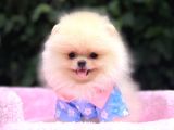 POMERRİAN BOO SEVİMLİ YAVRULAR