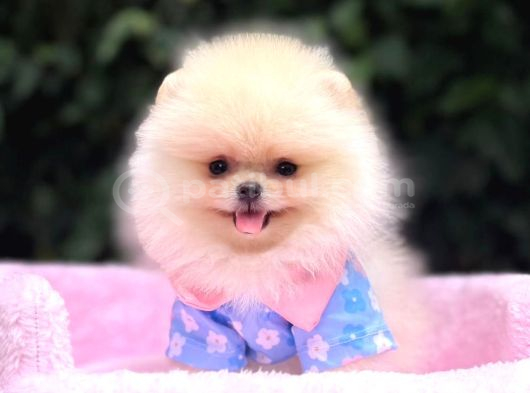 Pomerri̇an Boo Sevi̇mli̇ Yavrular