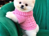 Pomerri̇an Boo Sevi̇mli̇ Yavrular
