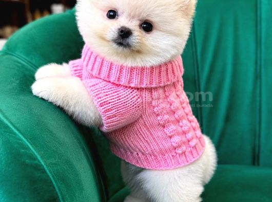 Pomerri̇an Boo Sevi̇mli̇ Yavrular görsel