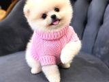 Pomerri̇an Boo Sevi̇mli̇ Yavrular