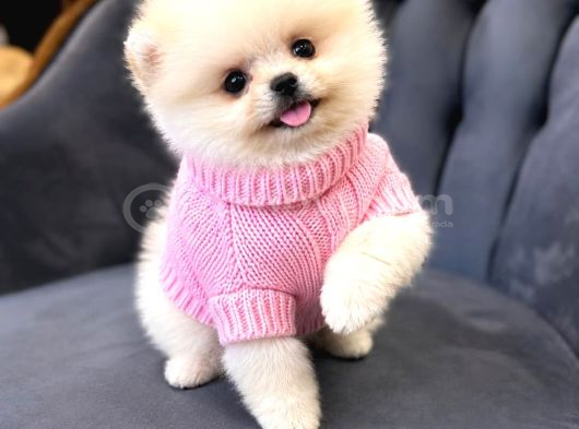 Pomerri̇an Boo Sevi̇mli̇ Yavrular görsel