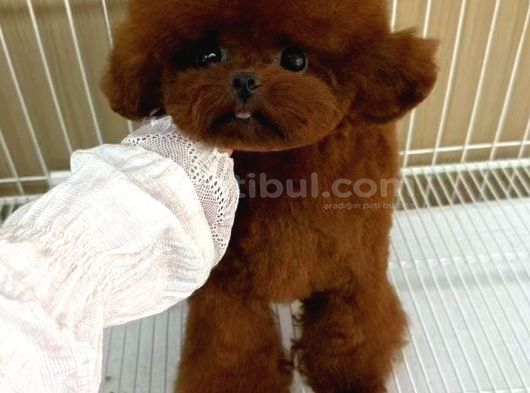 Yavru Ve Yetişkin Toy Poodle Korea görsel