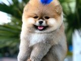 Pomerri̇an Boo Sevi̇mli̇ Yavrular