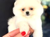 Pomerri̇an Boo Sevi̇mli̇ Yavrular