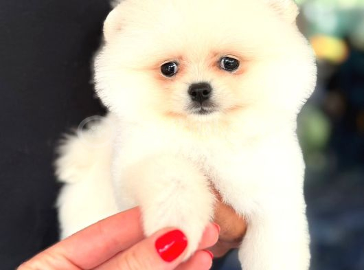 Pomerri̇an Boo Sevi̇mli̇ Yavrular görsel
